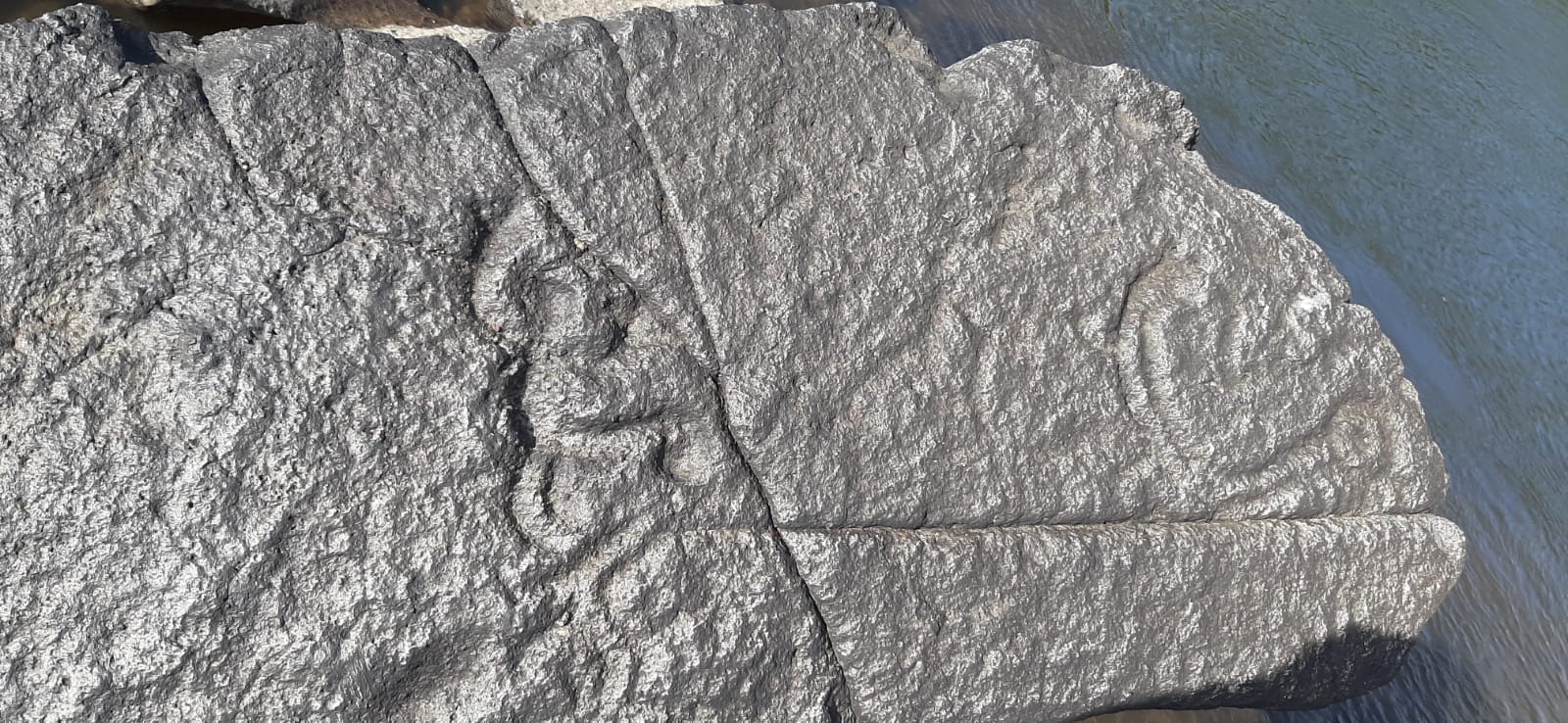 Petroglifo Ave Reptil