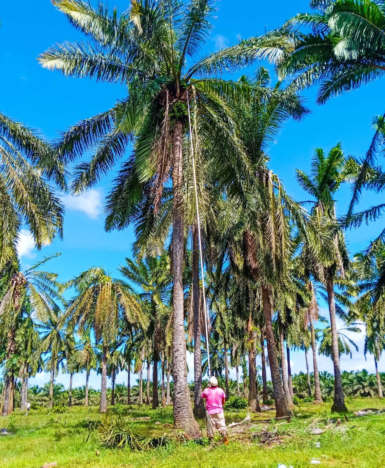 Cukra Development Corporation S.A