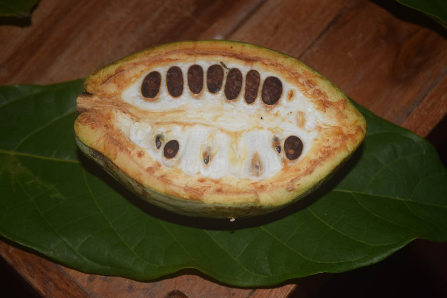 Dulcerías de Cacao