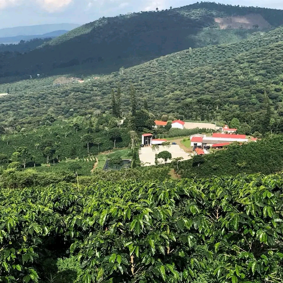 Finca  el Manzano