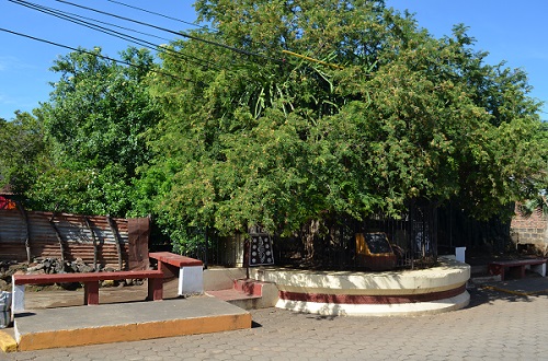 Árbol El Tamarindón