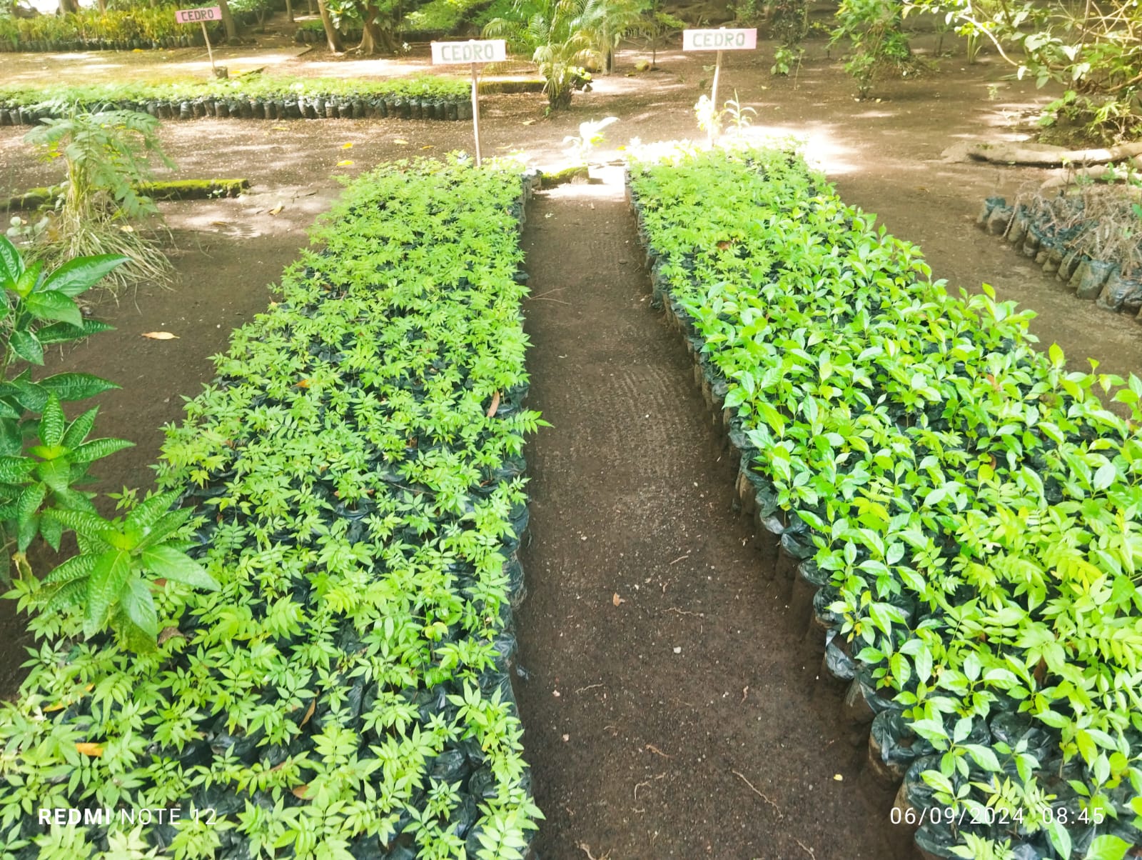 Arboretum  Municipal de Altagracia.