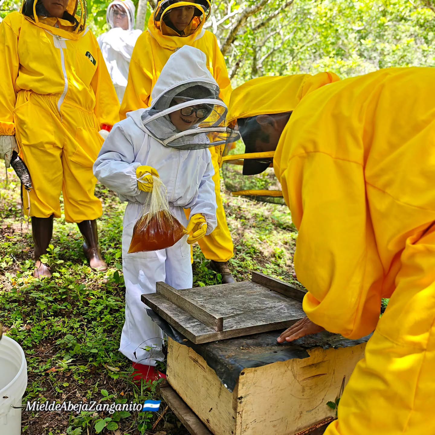 MIEL DE ABEJA ZANGANITO