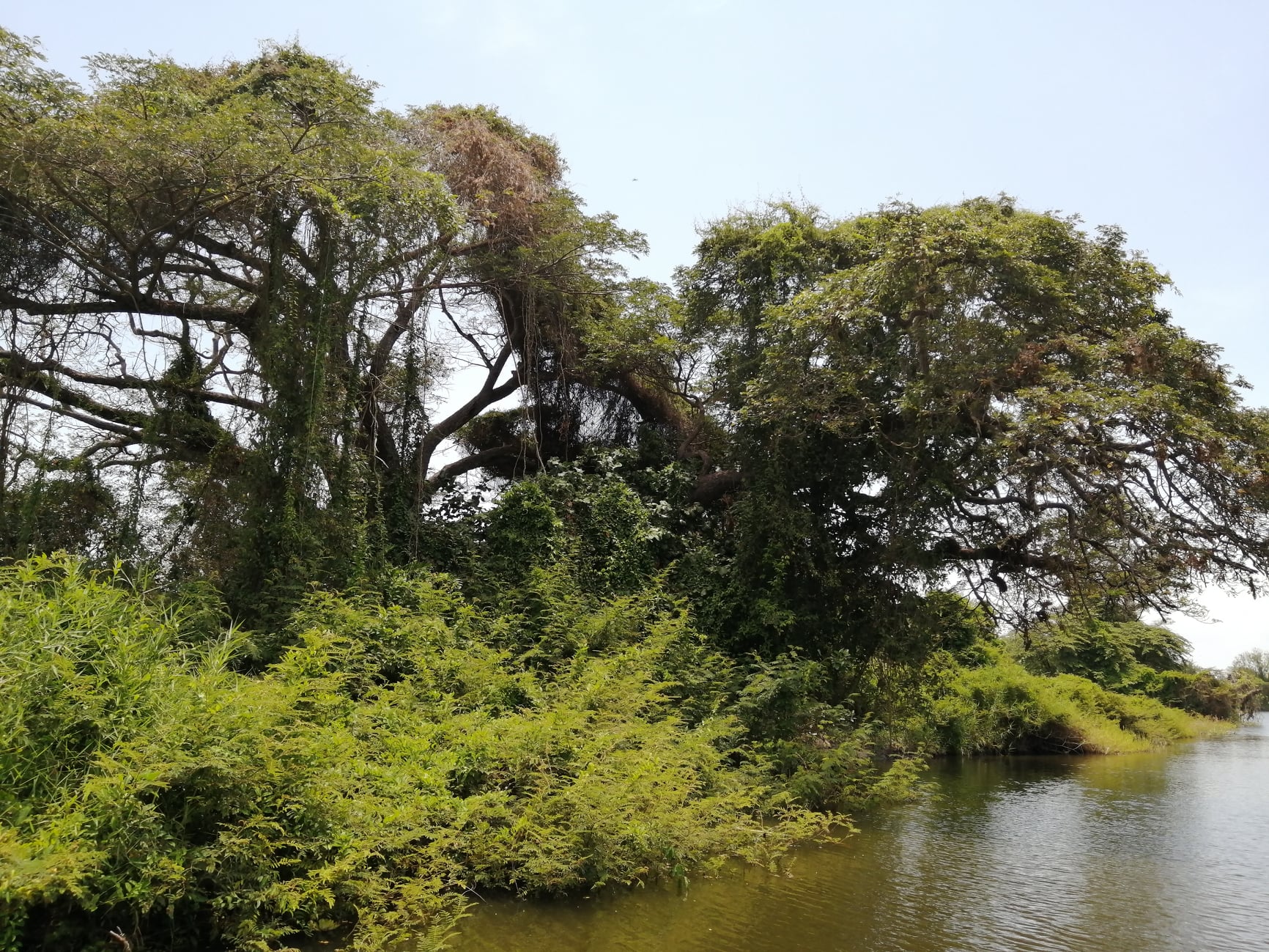 Reserva Natural  Ñocarime,